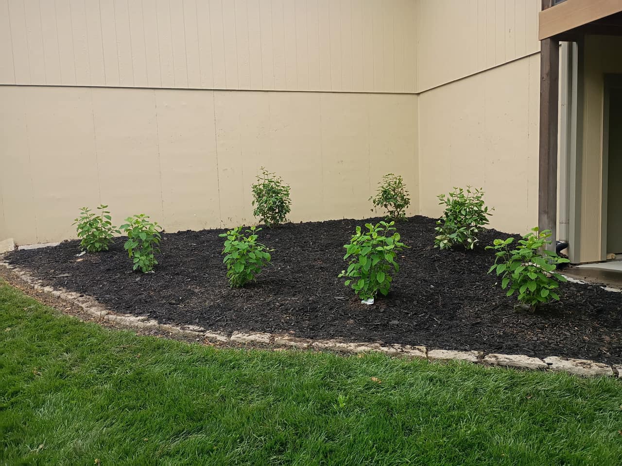 Long foundation bed edged in stone and mulched, with evenly spaced shrubs