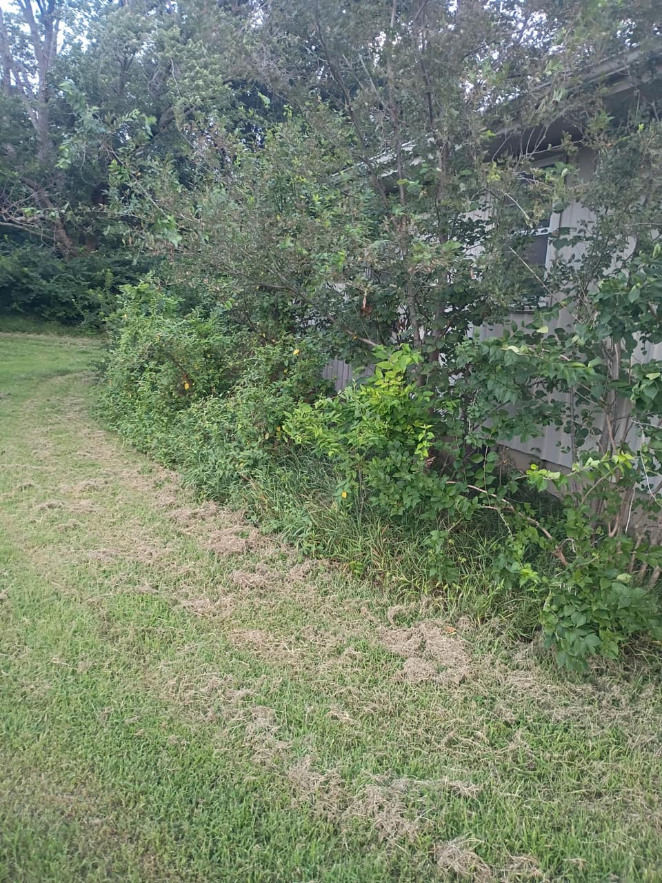 Heavy brush and scrub grown up against the side wall of a house