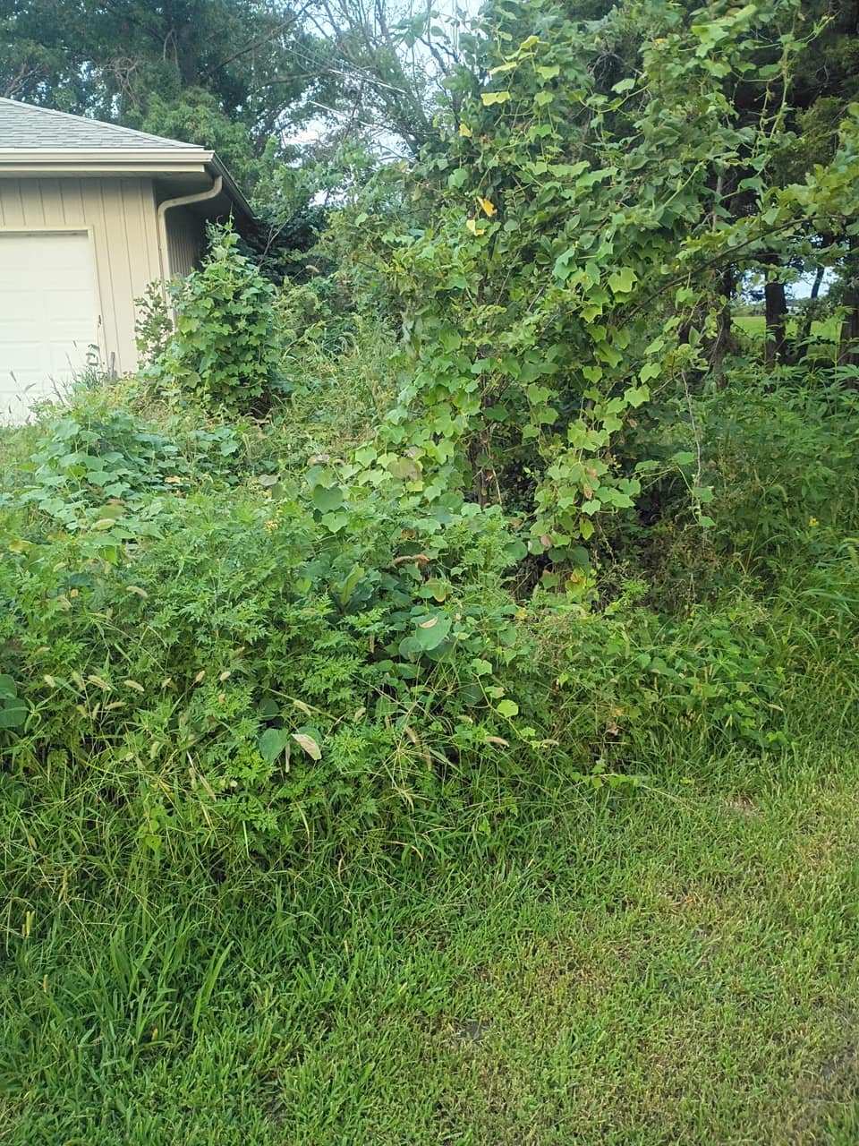 Overgrown vegetation running the length of the house before clearing